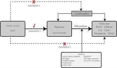 Association between dried fruit intake and kidney function: research from univariate and multivariate Mendelian randomized studies
